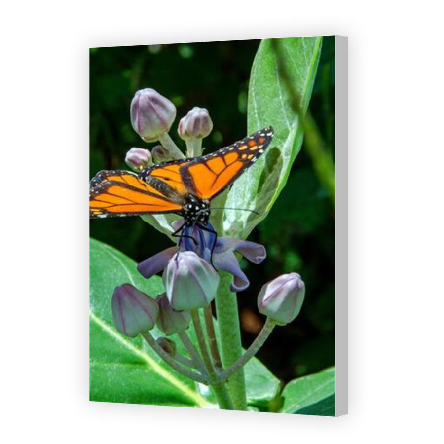 Thumbnail for Canvas - Coloured Canvas Wrap