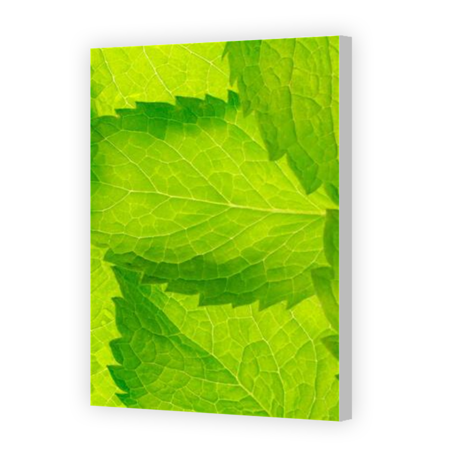 Thumbnail for Canvas - Coloured Canvas Wrap
