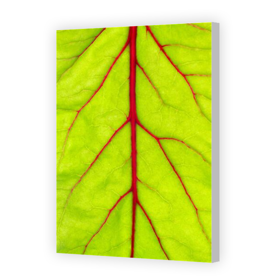 Thumbnail for Canvas - Coloured Canvas Wrap