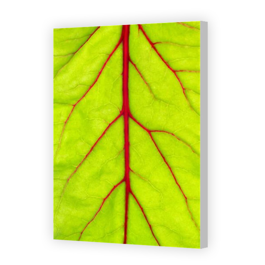 Thumbnail for Canvas - Coloured Canvas Wrap