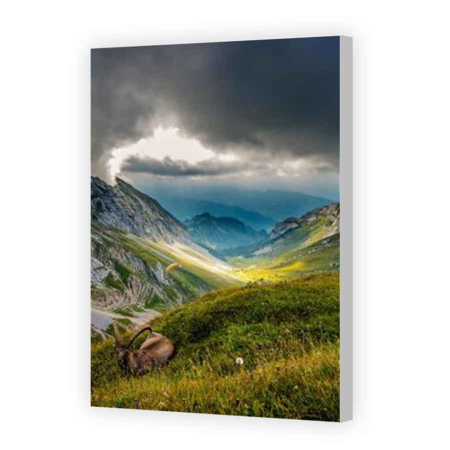 Thumbnail for Canvas - Coloured Canvas Wrap