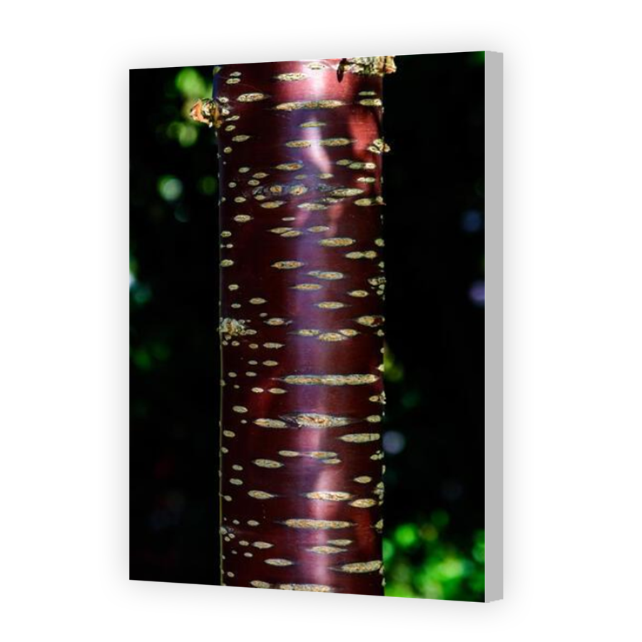 Thumbnail for Canvas - Coloured Canvas Wrap