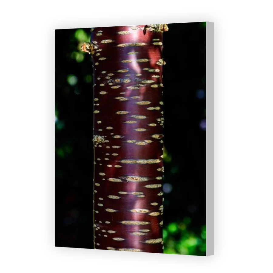 Thumbnail for Canvas - Coloured Canvas Wrap