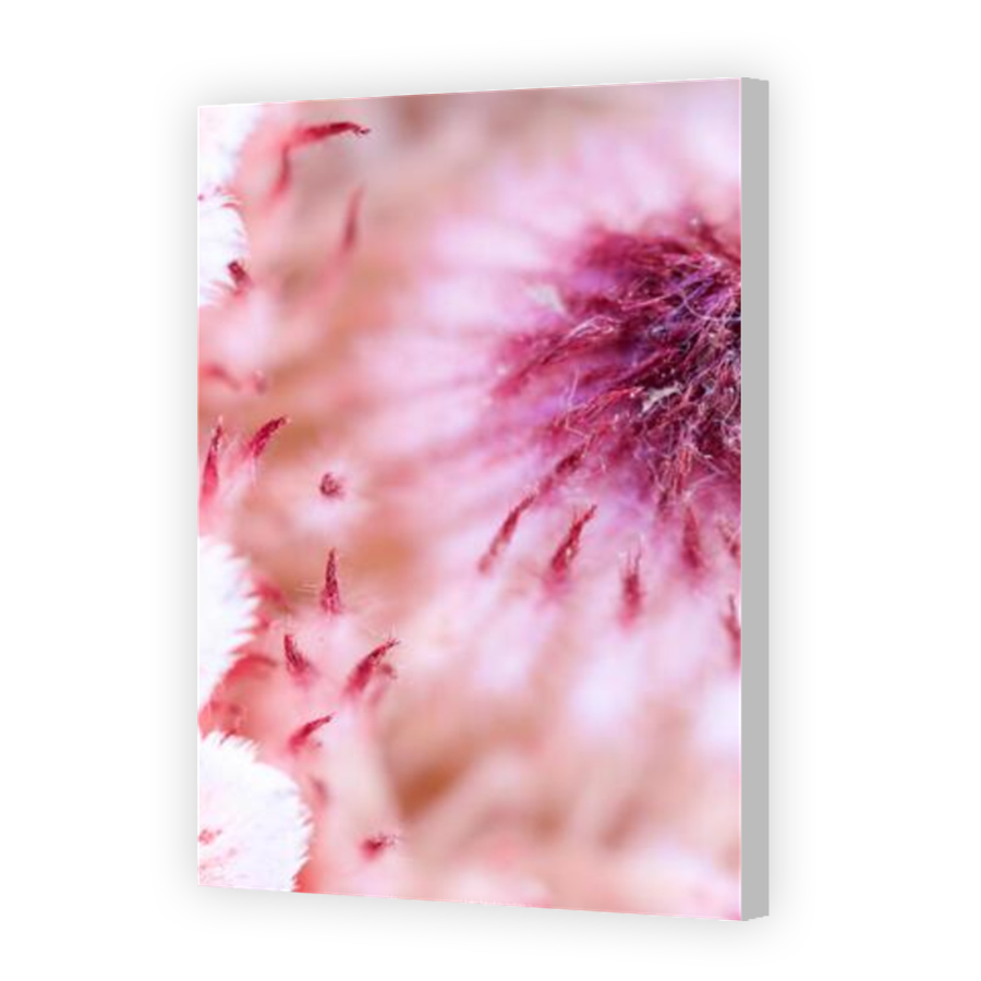 Thumbnail for Canvas - Coloured Canvas Wrap