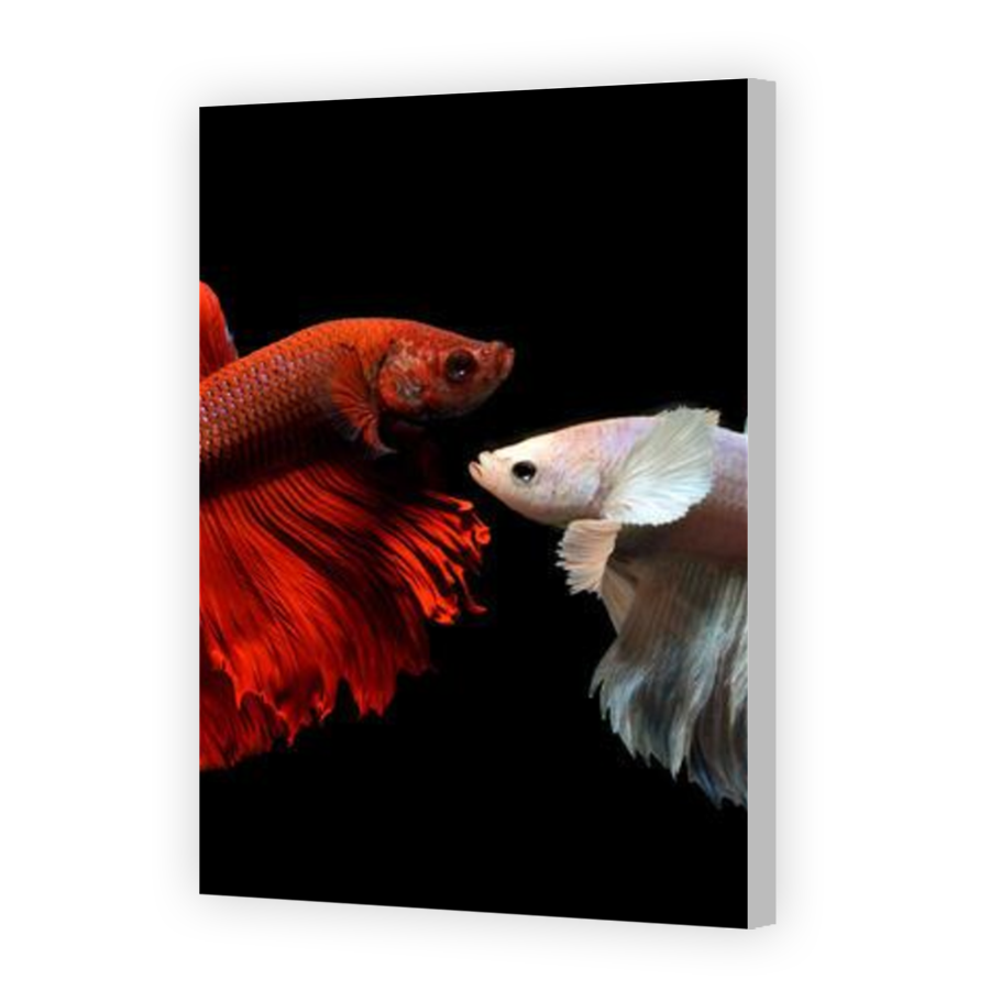Thumbnail for Canvas - Coloured Canvas Wrap