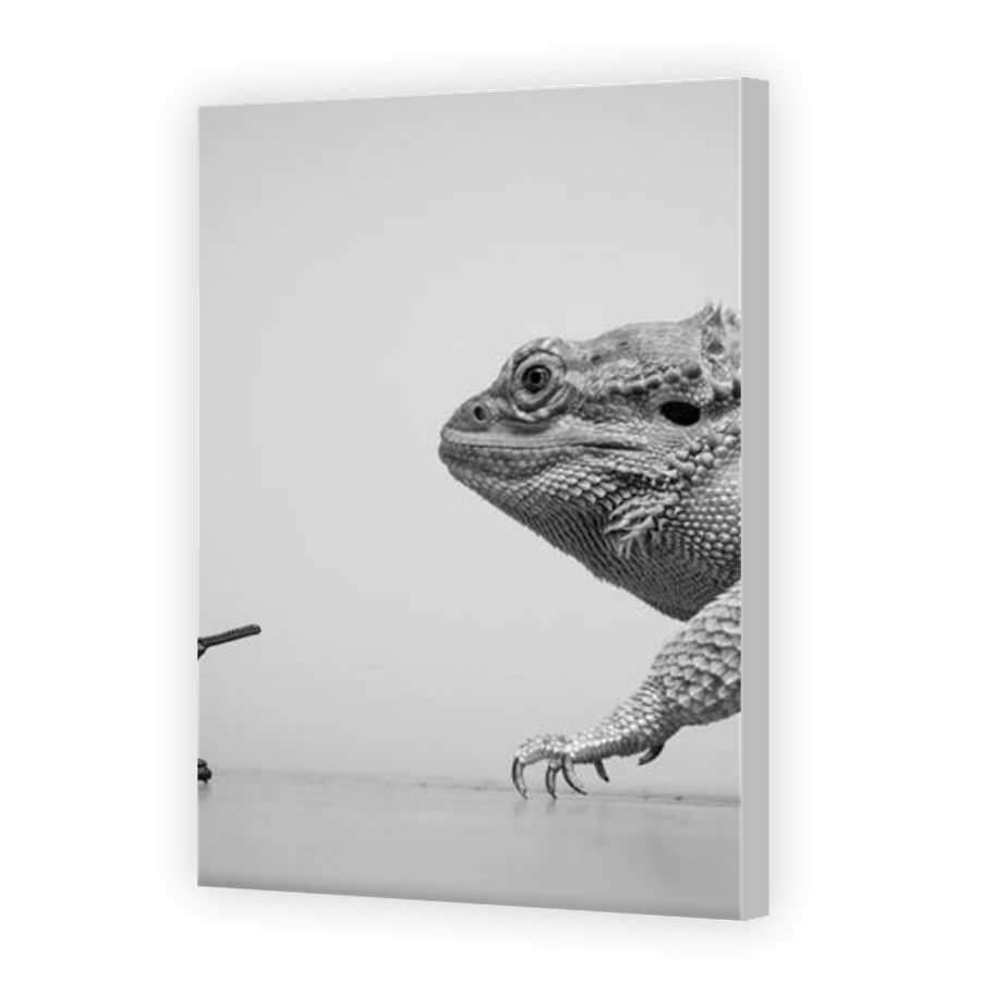 Thumbnail for Canvas - Coloured Canvas Wrap
