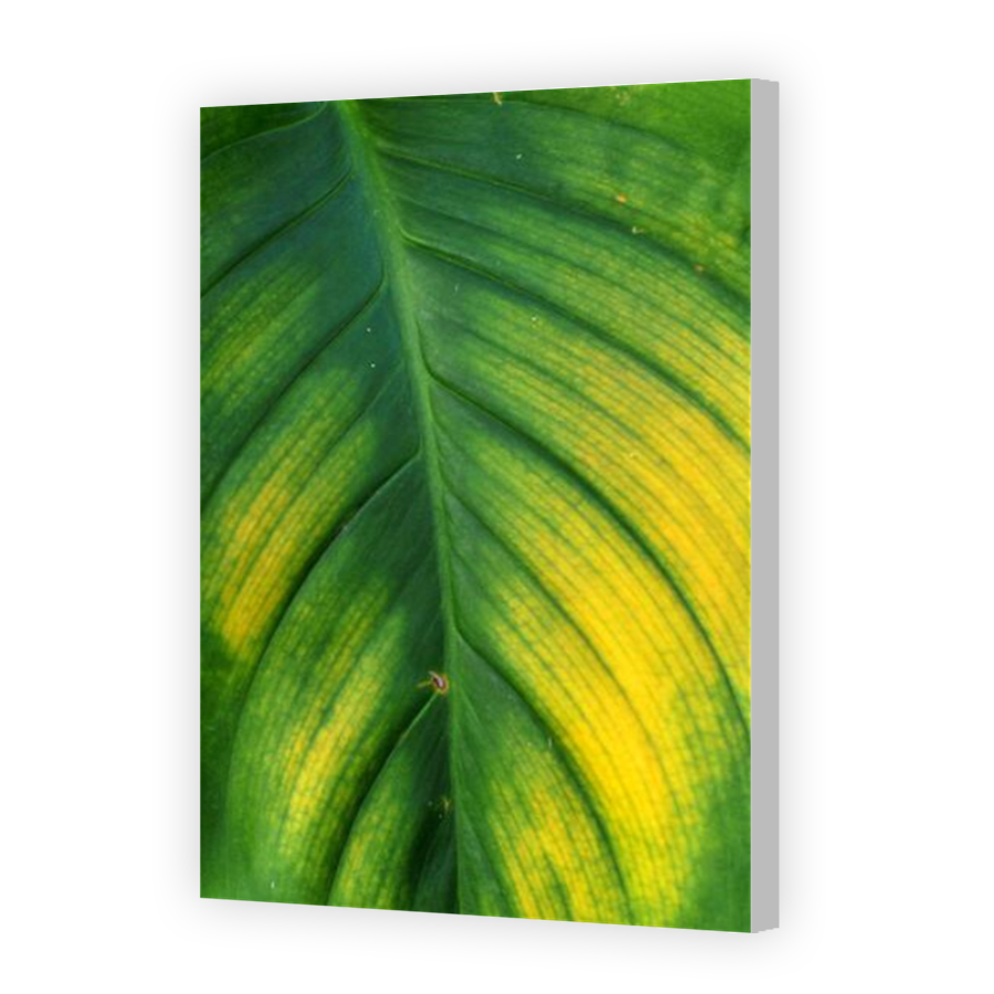 Thumbnail for Canvas - Coloured Canvas Wrap