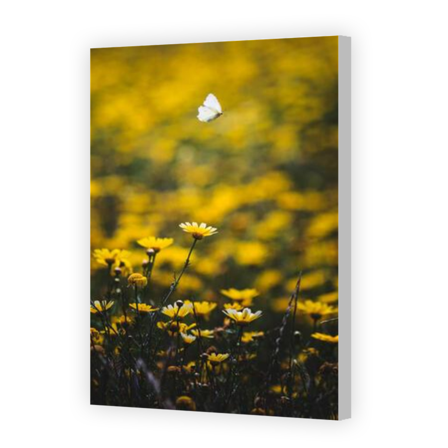 Thumbnail for Canvas - Coloured Canvas Wrap