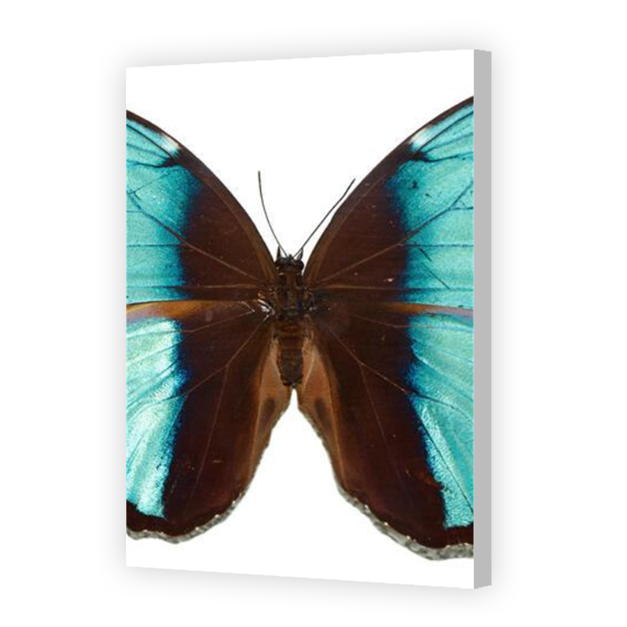 Thumbnail for Canvas - Coloured Canvas Wrap