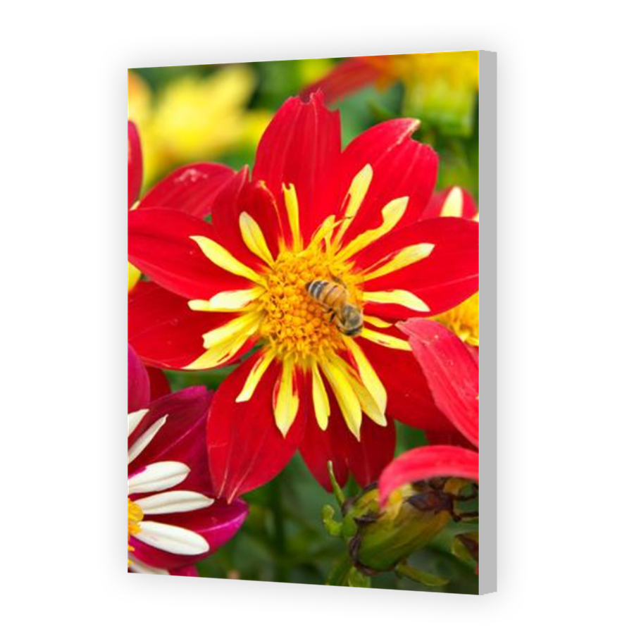 Thumbnail for Canvas - Coloured Canvas Wrap