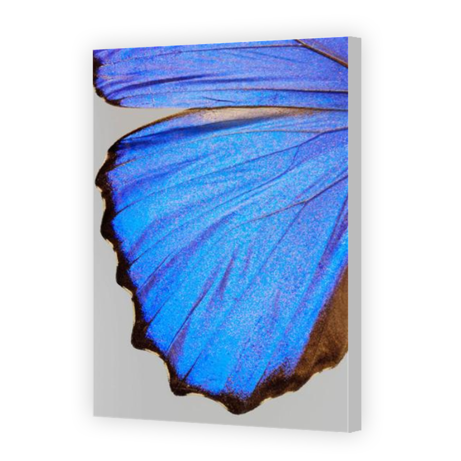 Thumbnail for Canvas - Coloured Canvas Wrap