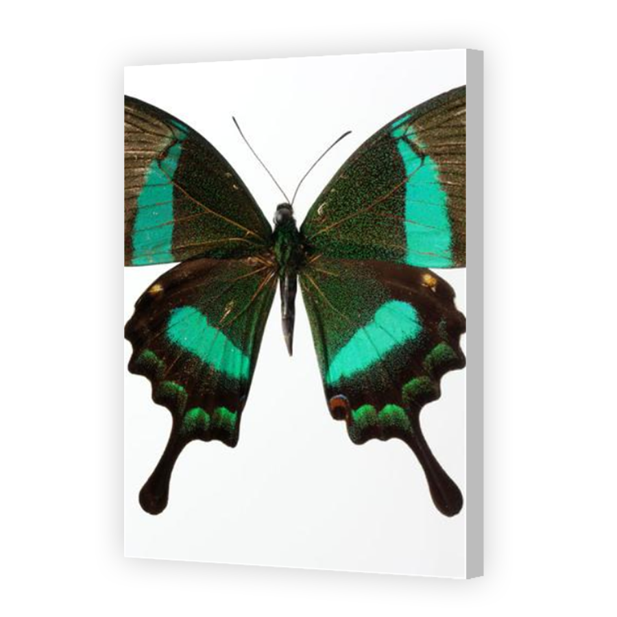 Thumbnail for Canvas - Coloured Canvas Wrap