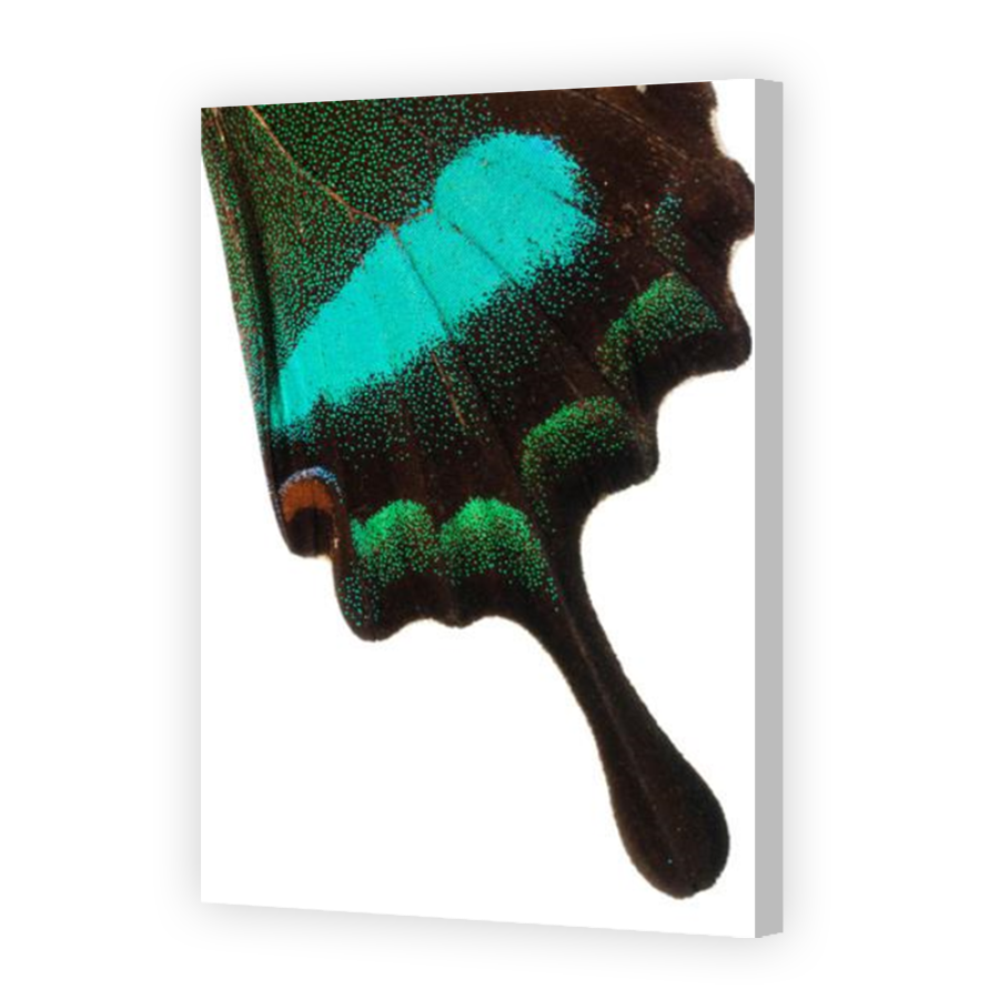 Thumbnail for Canvas - Coloured Canvas Wrap