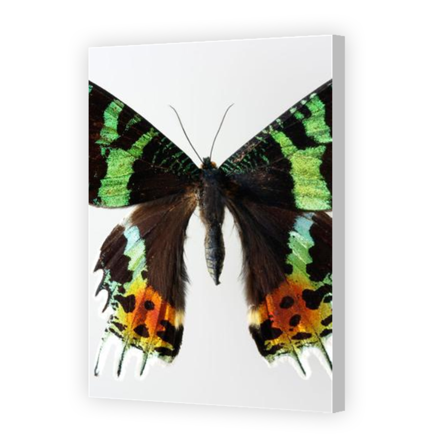 Thumbnail for Canvas - Coloured Canvas Wrap