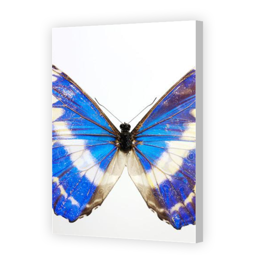 Thumbnail for Canvas - Coloured Canvas Wrap
