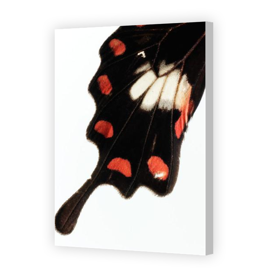 Thumbnail for Canvas - Coloured Canvas Wrap