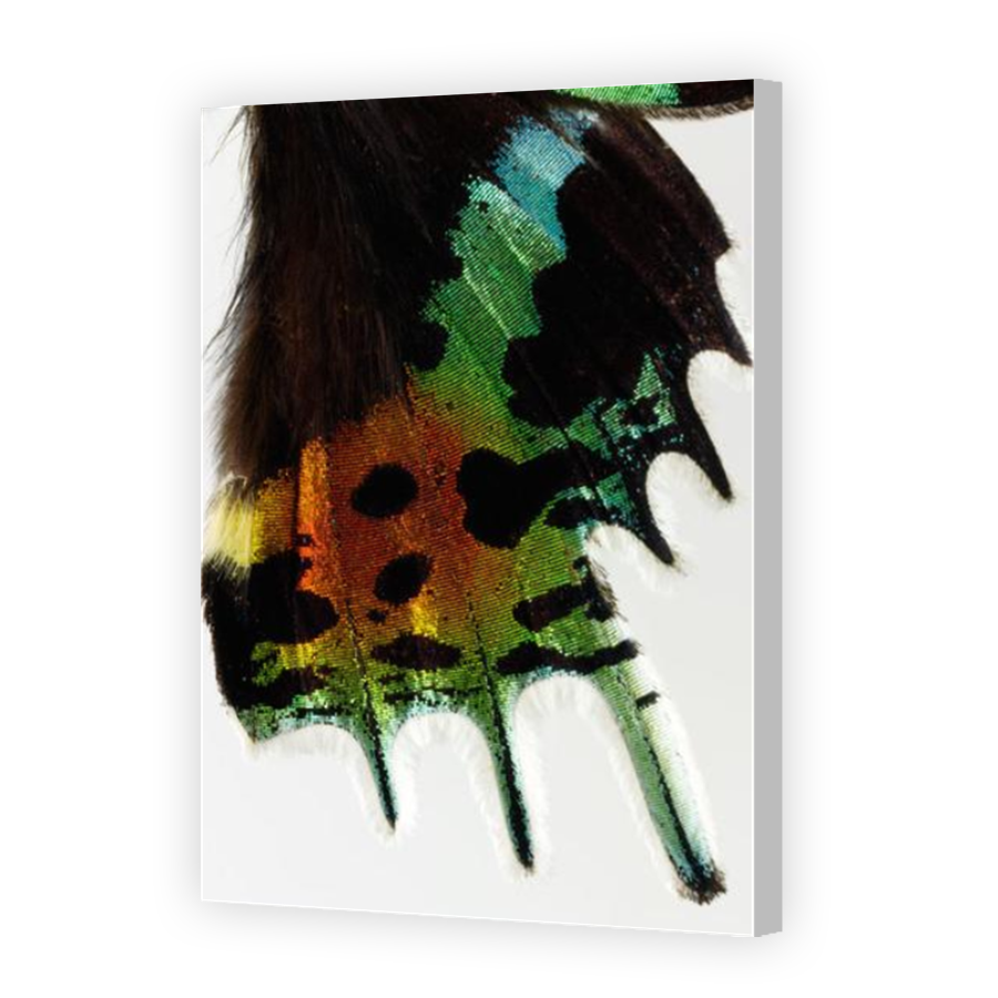 Thumbnail for Canvas - Coloured Canvas Wrap