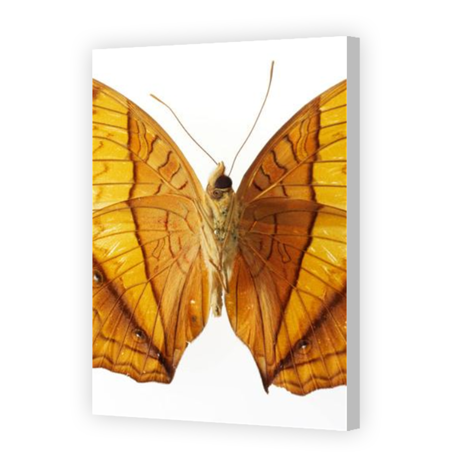 Thumbnail for Canvas - Coloured Canvas Wrap