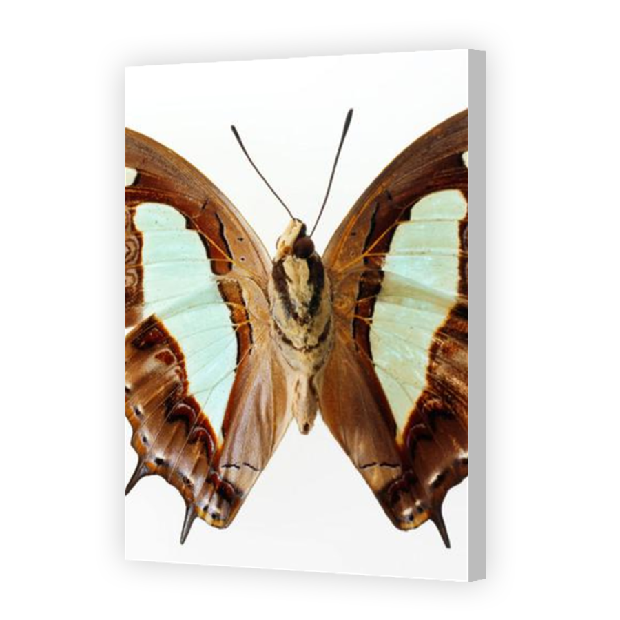 Thumbnail for Canvas - Coloured Canvas Wrap