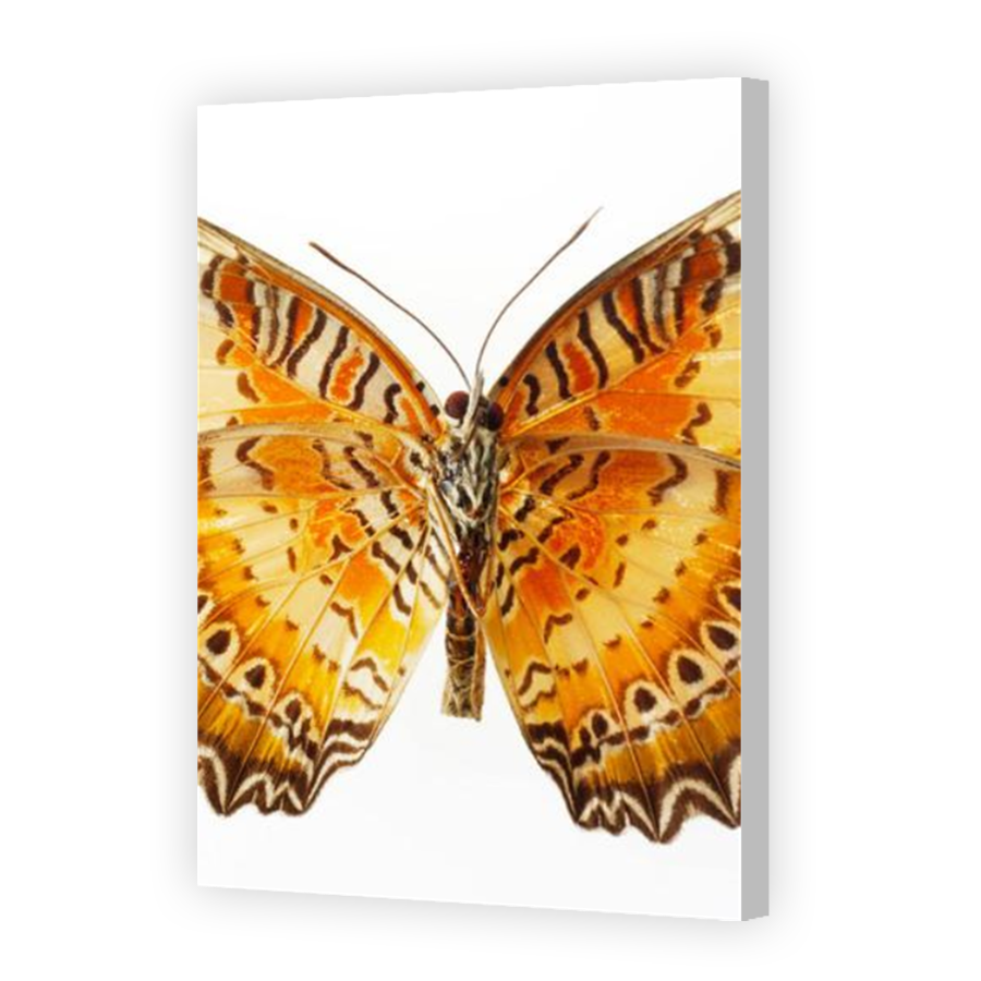 Thumbnail for Canvas - Coloured Canvas Wrap