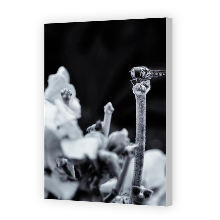 Thumbnail for Canvas - Coloured Canvas Wrap