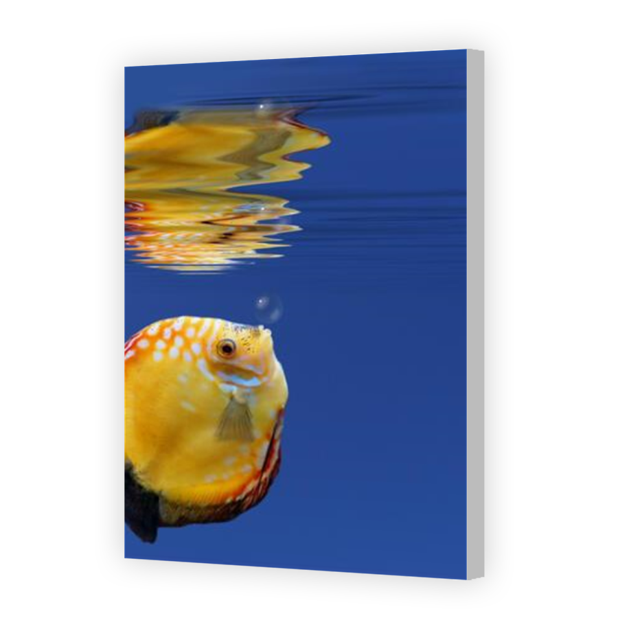 Thumbnail for Canvas - Coloured Canvas Wrap