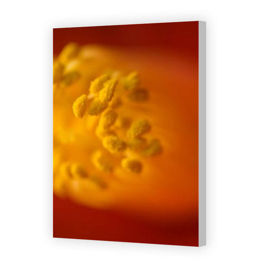 Thumbnail for Canvas - Coloured Canvas Wrap