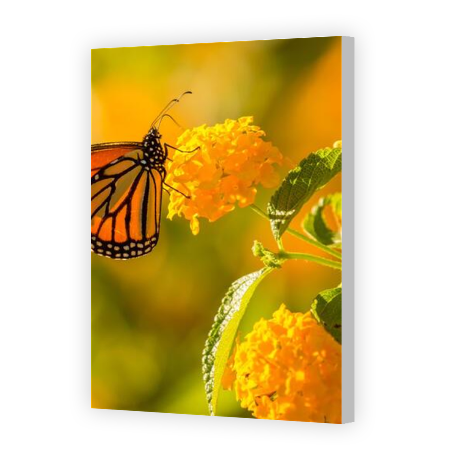 Thumbnail for Canvas - Coloured Canvas Wrap