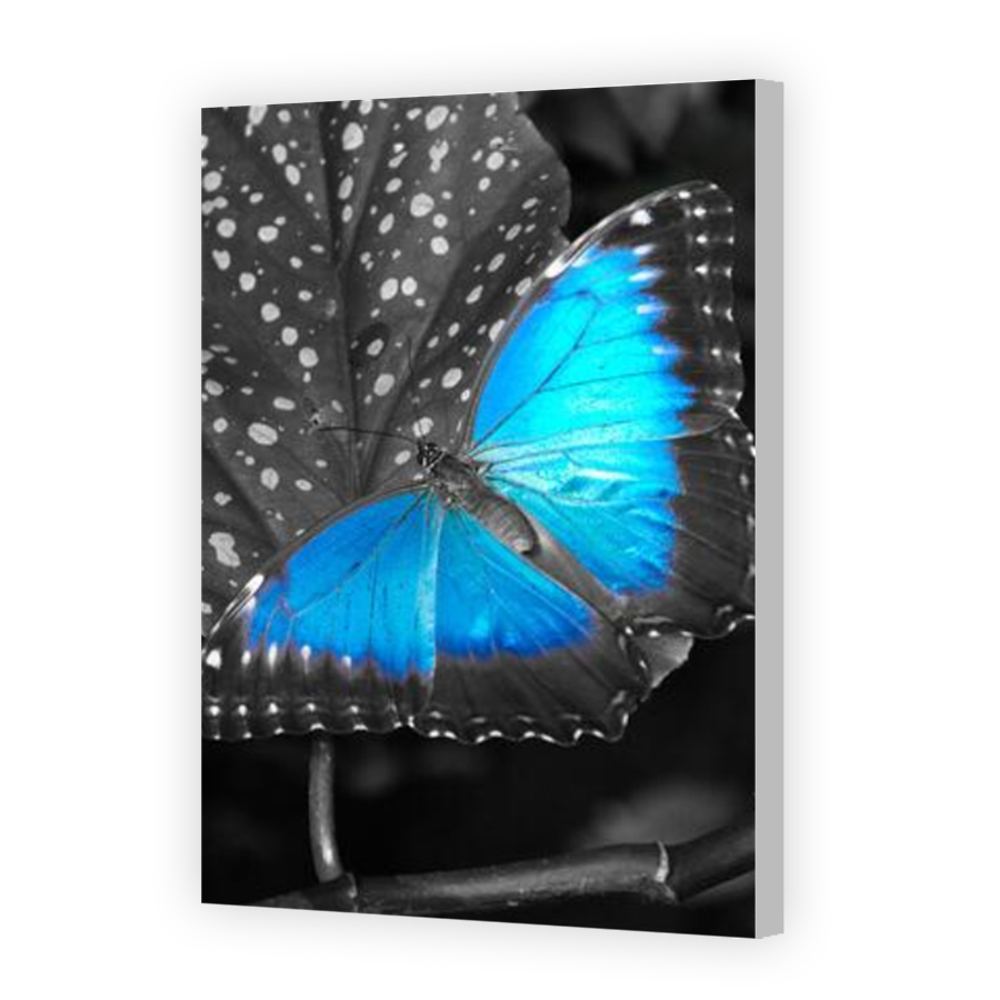 Thumbnail for Canvas - Coloured Canvas Wrap