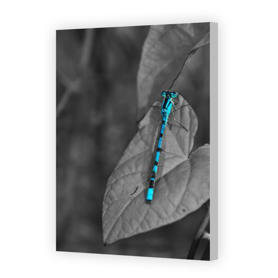 Thumbnail for Canvas - Coloured Canvas Wrap