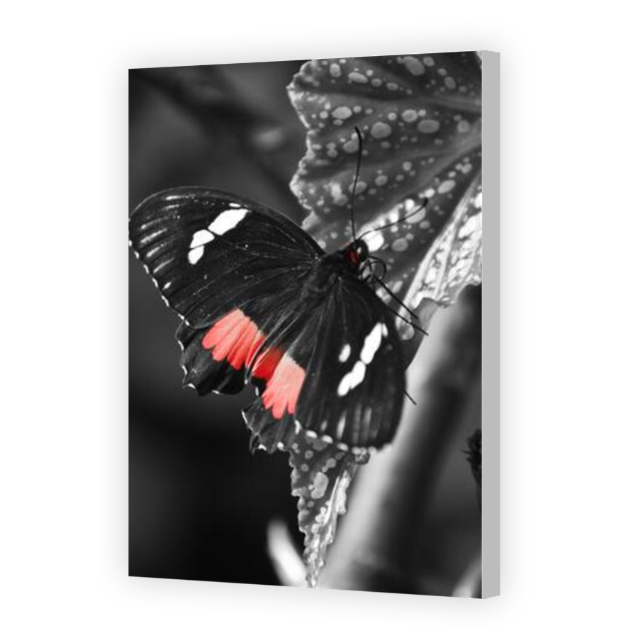 Thumbnail for Canvas - Coloured Canvas Wrap
