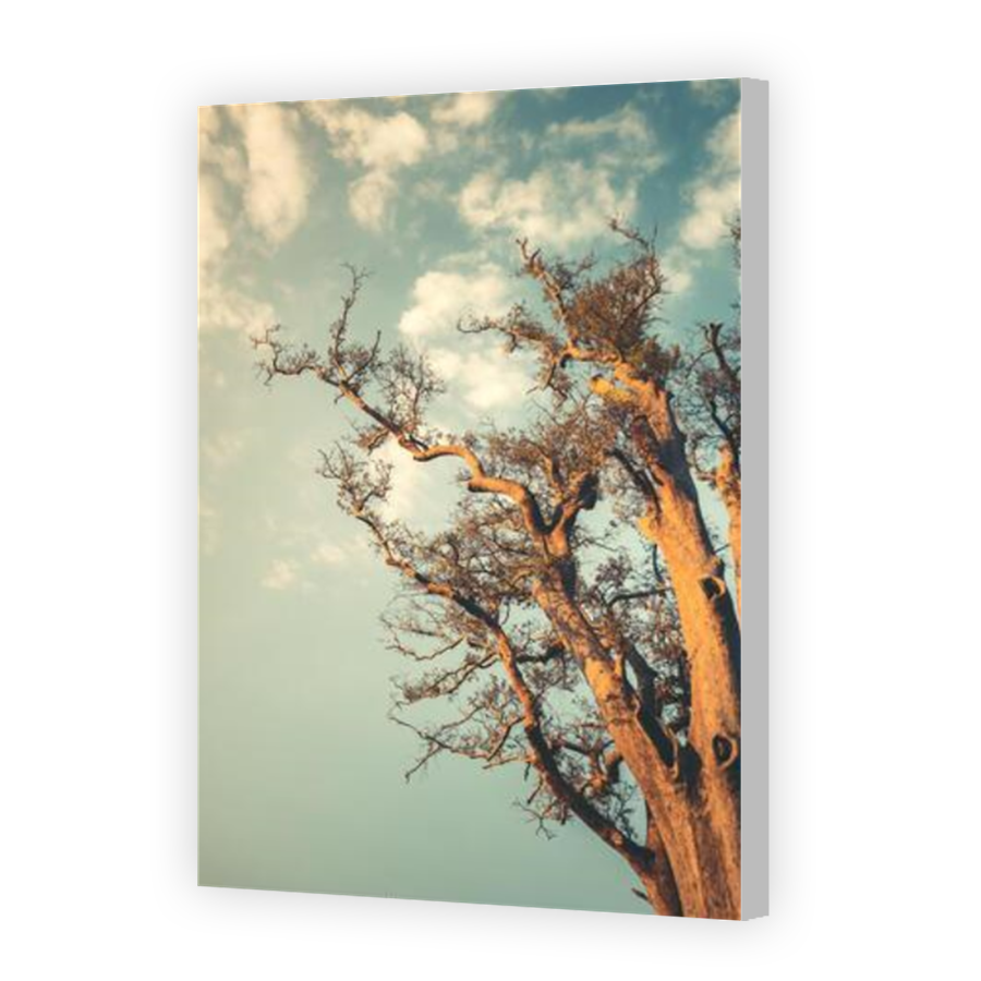 Thumbnail for Canvas - Coloured Canvas Wrap