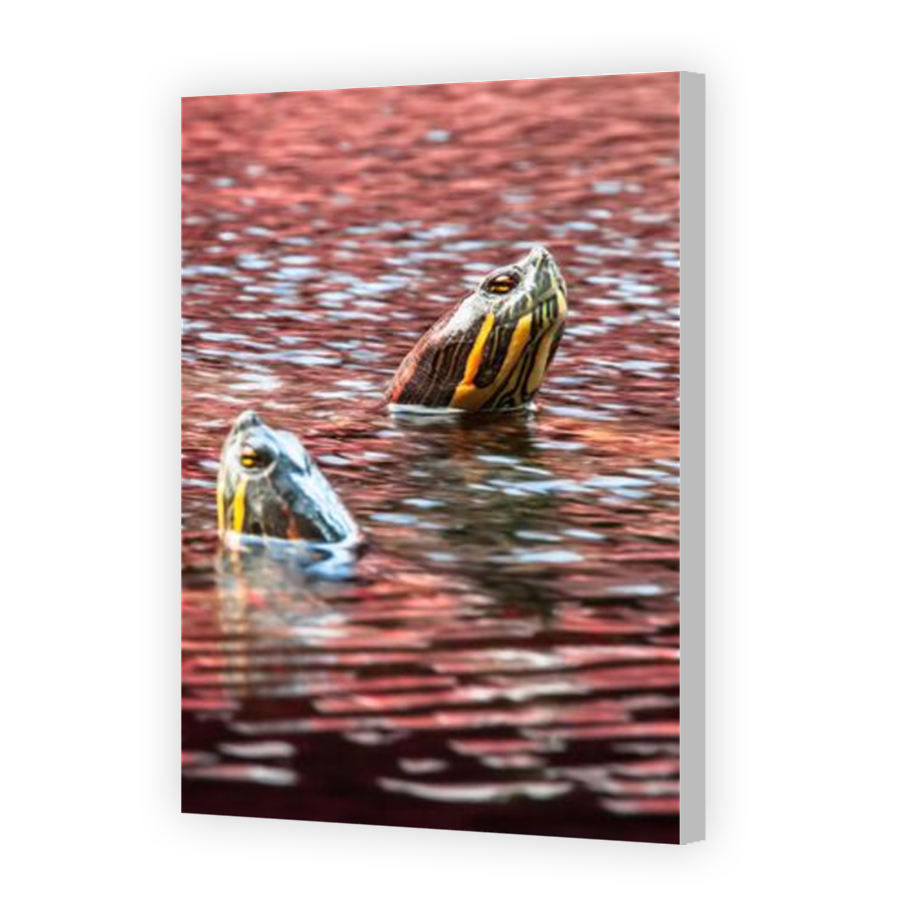 Thumbnail for Canvas - Coloured Canvas Wrap