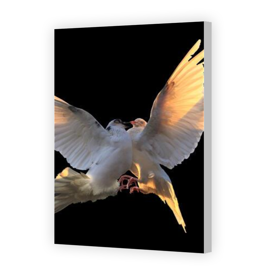 Thumbnail for Canvas - Coloured Canvas Wrap