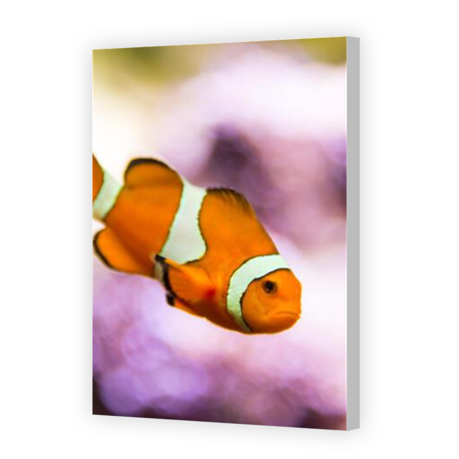 Thumbnail for Canvas - Coloured Canvas Wrap
