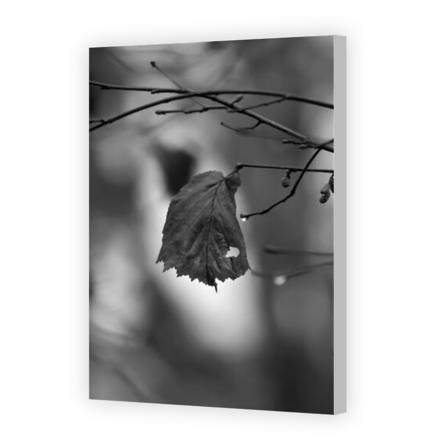 Thumbnail for Canvas - Coloured Canvas Wrap