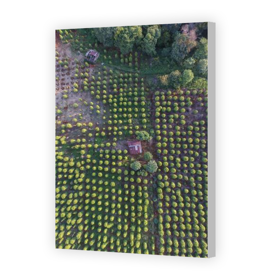 Thumbnail for Canvas - Coloured Canvas Wrap