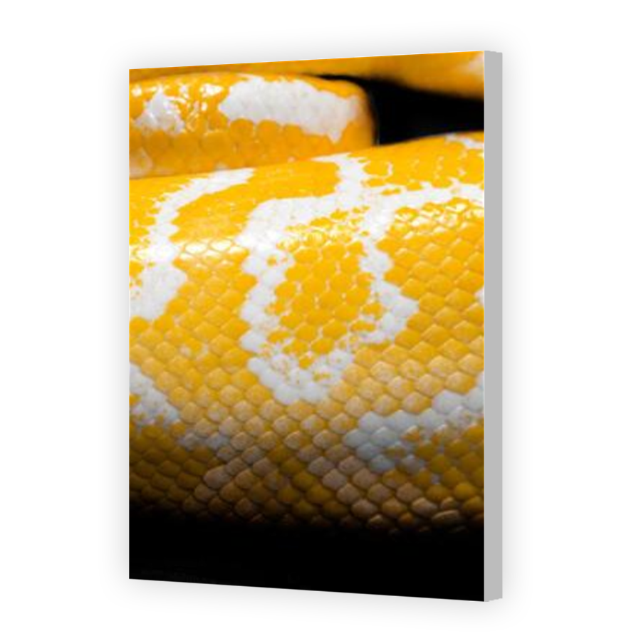 Thumbnail for Canvas - Coloured Canvas Wrap