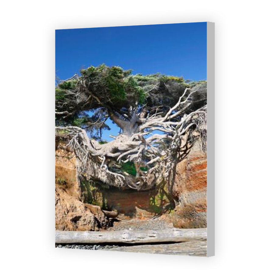 Thumbnail for Canvas - Coloured Canvas Wrap