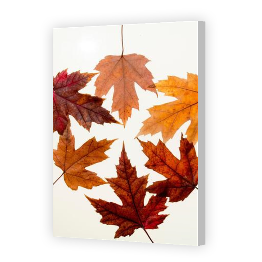 Thumbnail for Canvas - Coloured Canvas Wrap
