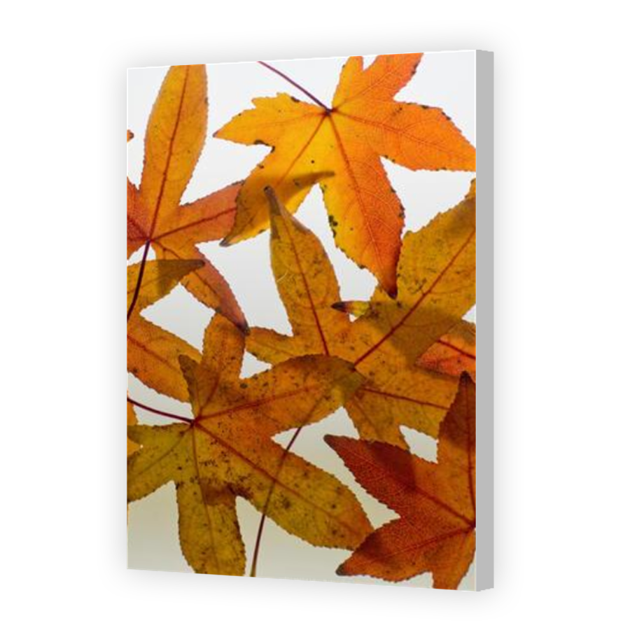 Thumbnail for Canvas - Coloured Canvas Wrap