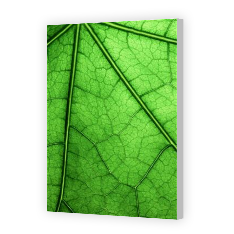 Thumbnail for Canvas - Coloured Canvas Wrap