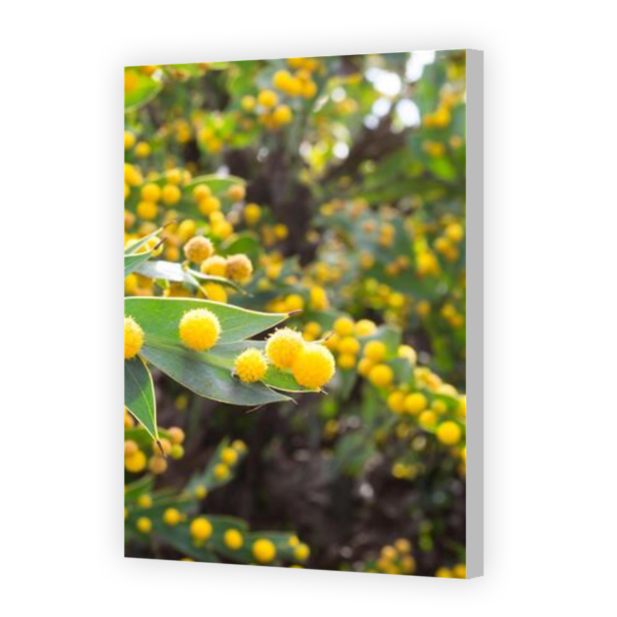 Thumbnail for Canvas - Coloured Canvas Wrap