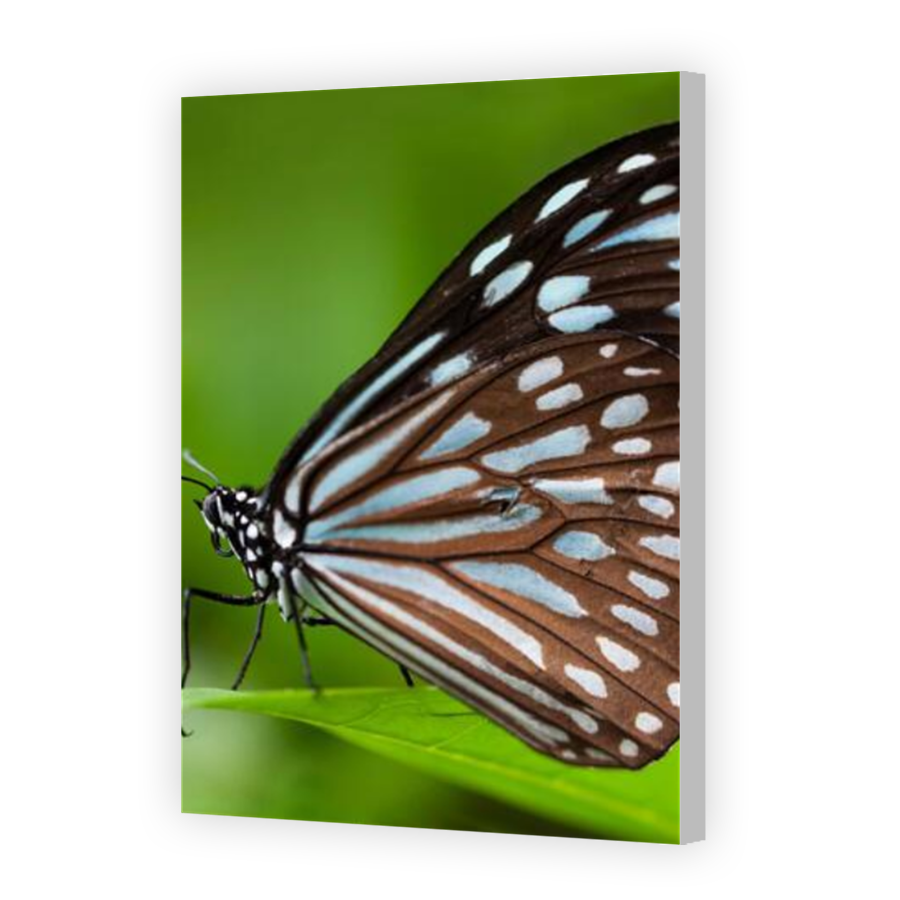 Thumbnail for Canvas - Coloured Canvas Wrap