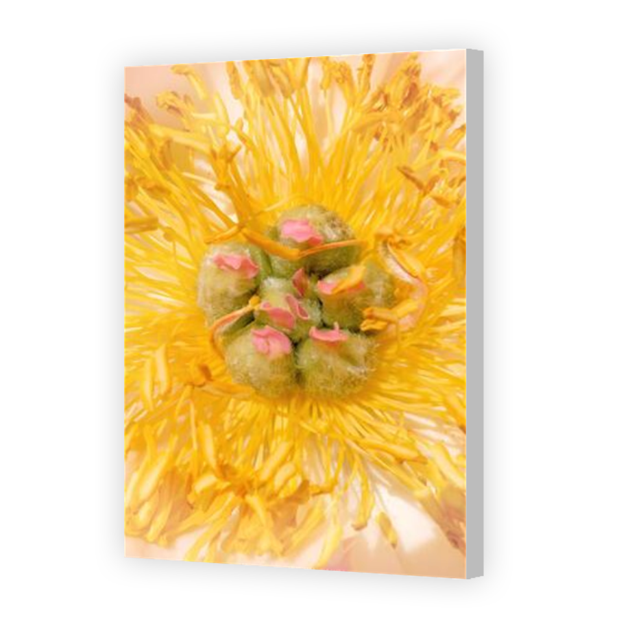 Thumbnail for Canvas - Coloured Canvas Wrap