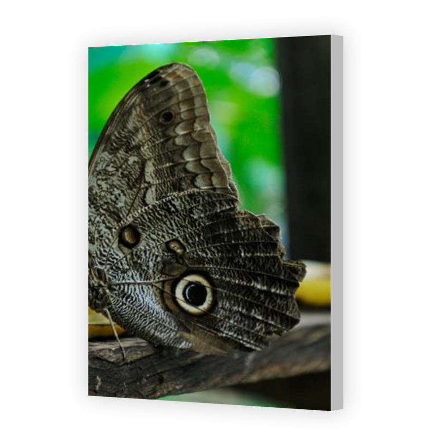 Thumbnail for Canvas - Coloured Canvas Wrap