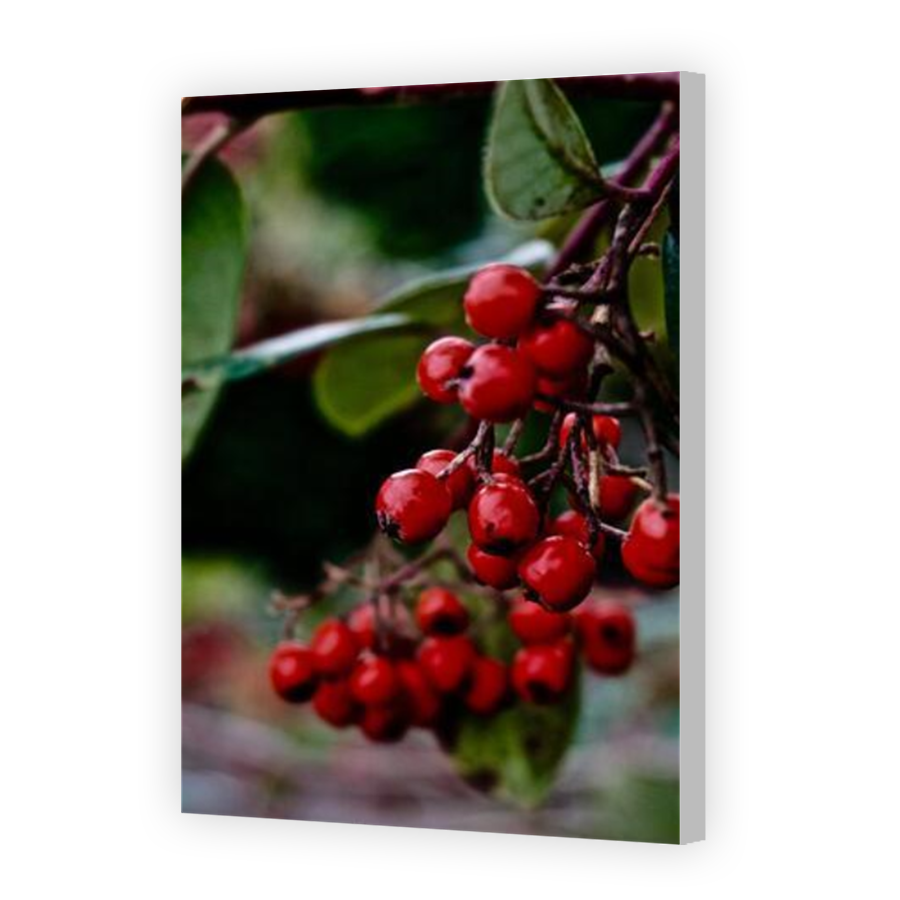 Thumbnail for Canvas - Coloured Canvas Wrap