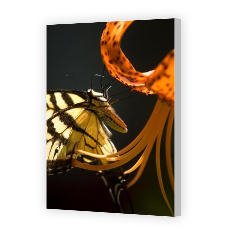 Thumbnail for Canvas - Coloured Canvas Wrap