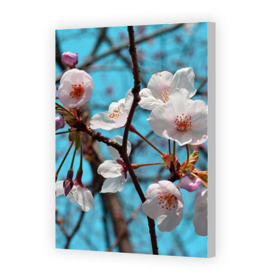 Thumbnail for Canvas - Coloured Canvas Wrap
