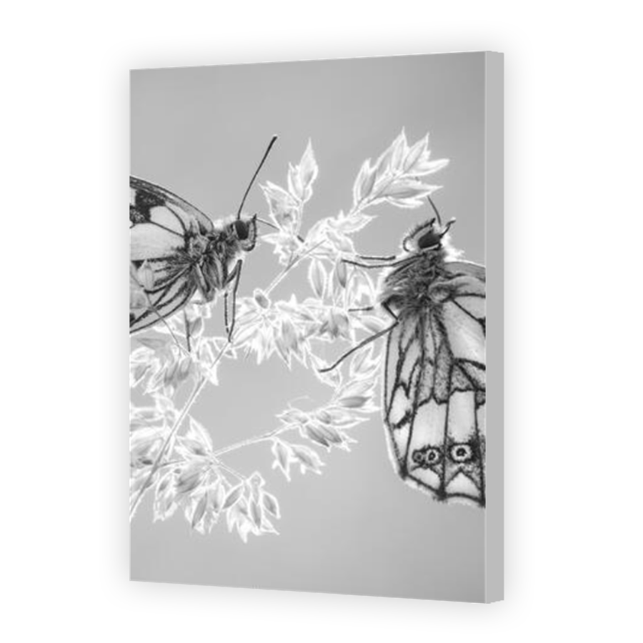 Thumbnail for Canvas - Coloured Canvas Wrap